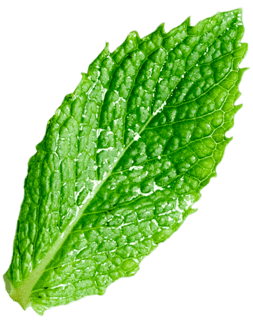 Ziola Leaf