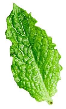 Ziola leaf